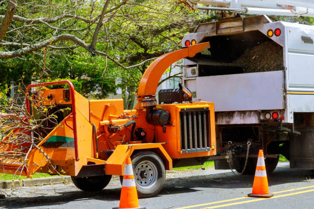 How Our Tree Care Process Works  in  Farwell, TX